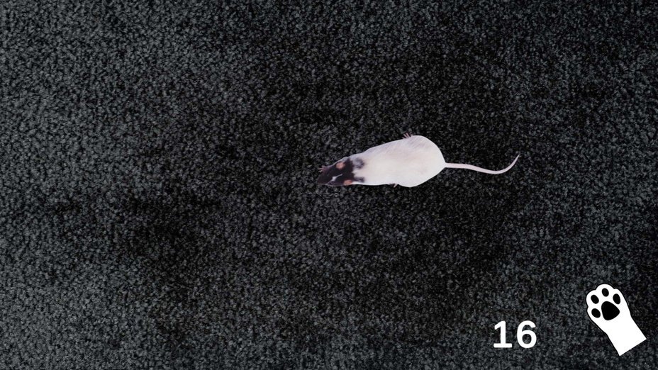 Игра Игра для кошек - бешеные мышки играть онлайн в браузере